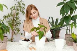 vegansbay_How-To-Start-An-Eco-Friendly-Indoor-Garden-In-Your-Kitchen