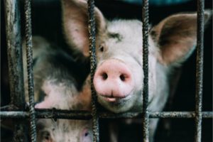 Bill Maher And 15 Celebs Urge New Jersey To End Confinement Of Animals On Factory Farms
