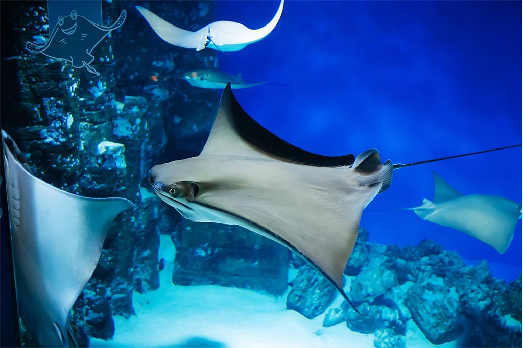 Entire-Tank-Of-Stingrays-Found-Dead-in-Florida,-ZOO-Launches-Investigation