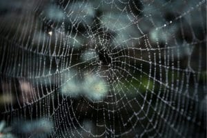 Vegan-Spider-Silk-Might-Replace-Plastic