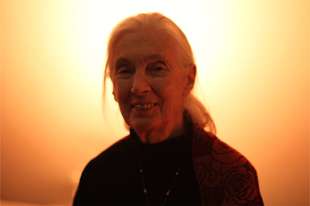 Jane-Goodall-Will-Host-The-Cultured-Meat-Documentary-‘Meat-The-Future