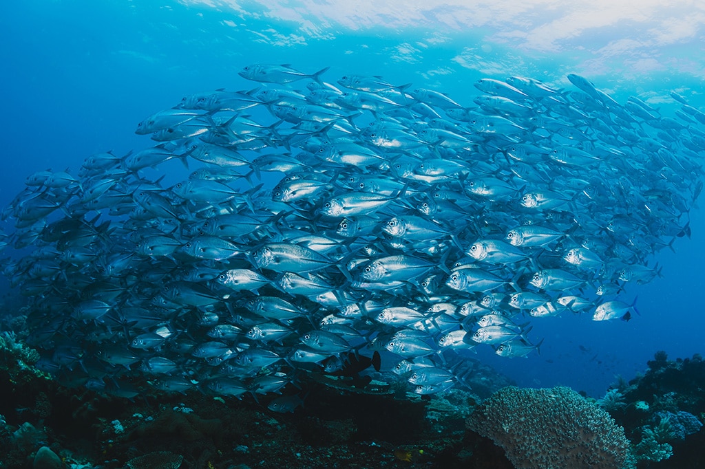Save-The-Ocean-Fish-free-Seafood-Companies-Raise-$116-Million-In-The-Last-Six-Months-2