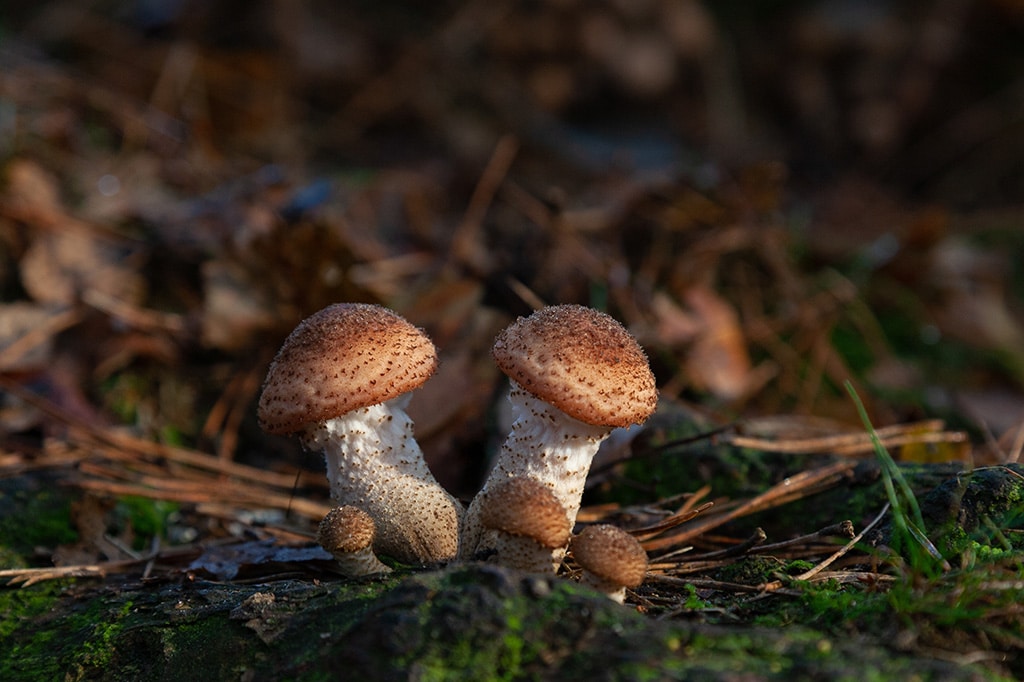 Study--Finds-Mushrooms-Lower-The--Risk-Of-Depression