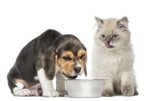 puppy and kitten sitting in front of a dog bowl, isolated on white