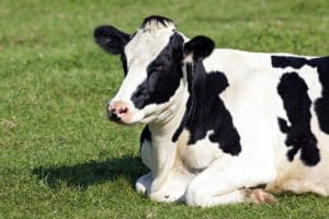 Black and white cow lying down on the grass