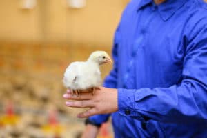 female-hands-holding-chick-chicken-farm-indoors-chicken-farm-chicken-feeding-close-up