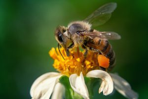 closeup-shot-bee-chamomile-flower_181624-31930