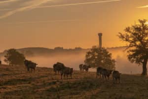 amazing-shot-farmland-with-cows-sunset