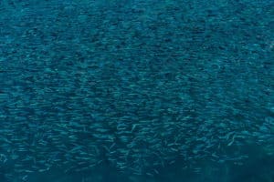 Closeup shot of fish swarm in Red Sea forming a background