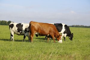 cows-grazing-field